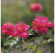 Gros plan de roses roses avec des feuilles vertes