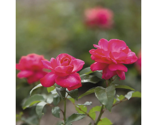 Gros plan de roses roses avec des feuilles vertes