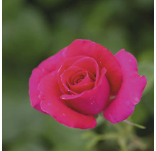 Gros plan d''une seule rose