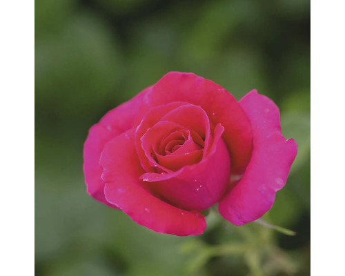 Gros plan d''une seule rose