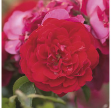 Gros plan d''une rose rouge