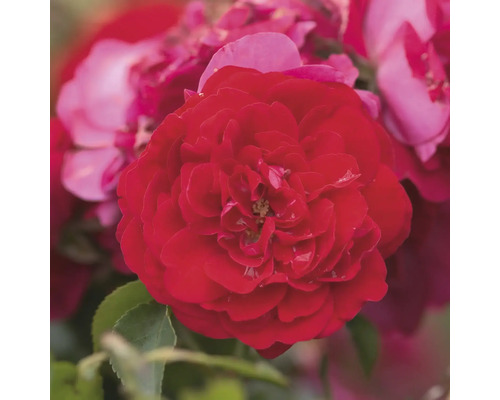 Gros plan d''une rose rouge