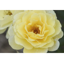 Gros plan d''une fleur de rose jaune