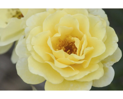Gros plan d''une fleur de rose jaune