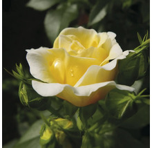 Rose jaune avec boutons floraux dans le jardin