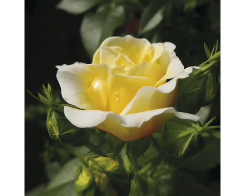Rose jaune avec boutons floraux dans le jardin