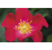 Gros plan d''une rose canine rouge avec des étamines jaunes