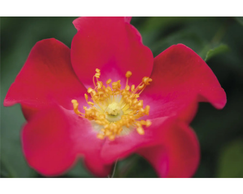 Gros plan d''une rose canine rouge avec des étamines jaunes