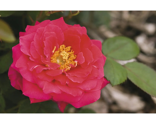 Gros plan d''une rose rouge avec des étamines jaunes.
