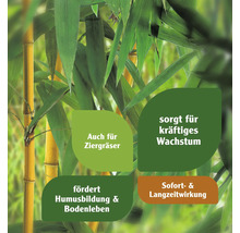 Bambus mit Hinweisen zu Wachstum und Bodenverbesserung