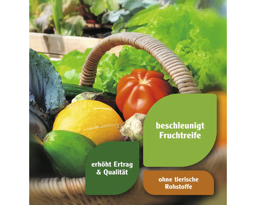 Korb mit frischem Gemüse wie Salat, Tomaten und Zucchini