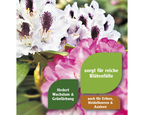 Nahaufnahme von Rhododendronblüten