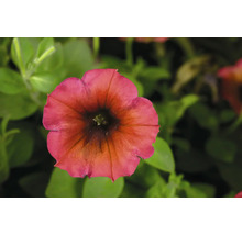Petunie FloraSelf Petunia Cascadias™ Serie 'Arizona Sky' Ø 12 cm Topf