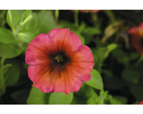 Gros plan d''une fleur de pétunia dans le jardin