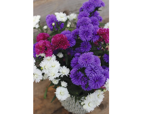 Glattblatt Aster Trio FloraSelf Aster novi-belgii Ø 12 cm 3 Pflanzen pro Topf, zufällige Sortenauswahl