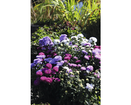 Trio d'Aster à feuilles lisses FloraSelf Aster novi-belgii 'Mystery Lady'® pot Ø 10 cm sélection de variétés aléatoire