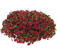 Mini-pétunia FloraSelf Calibrachoa 'Lia Dark Red' pot Ø 12 cm