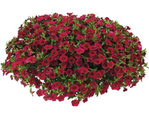 Plante de calibrachoa avec de nombreuses fleurs