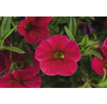 Mini-pétunia FloraSelf Calibrachoa 'Lia Dark Red' pot Ø 12 cm