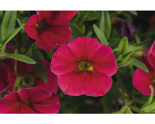 Gros plan sur des fleurs de calibrachoa rouges