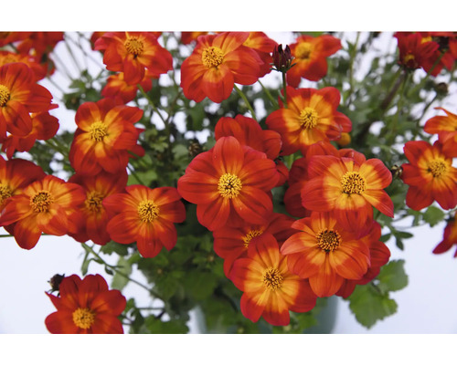 Plantes de bident avec des fleurs rouges