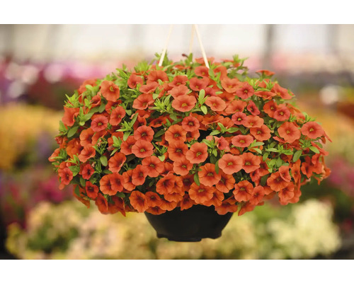 Pétunia retombant à fleurs orange dans un pot