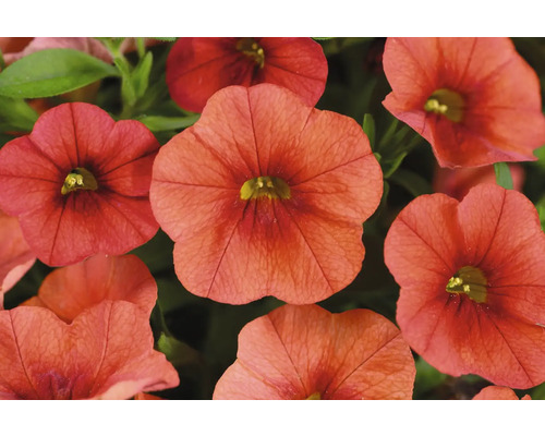 Gros plan de fleurs de Calibrachoa