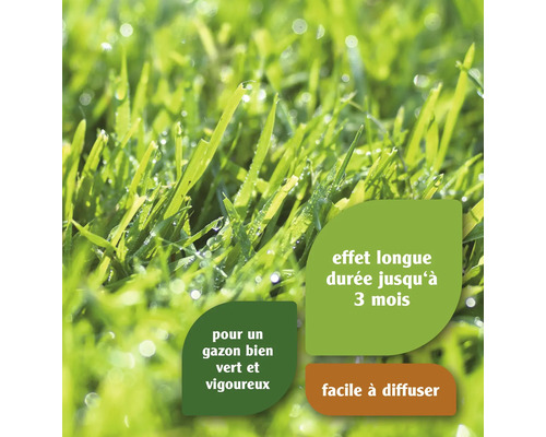 Gros plan sur une herbe verte et luxuriante avec des gouttes d''eau