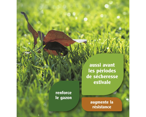 Gros plan d''une pelouse avec des feuilles et des conseils d''entretien de la pelouse, tels que le renforcement avant les périodes de sécheresse et l''augmentation de la résistance