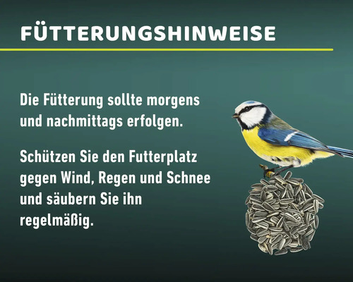 Hinweise zur Vogelfütterung mit Blaumeise auf Futter