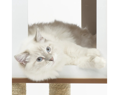 Eine Katze liegt in einem Kratzbaum