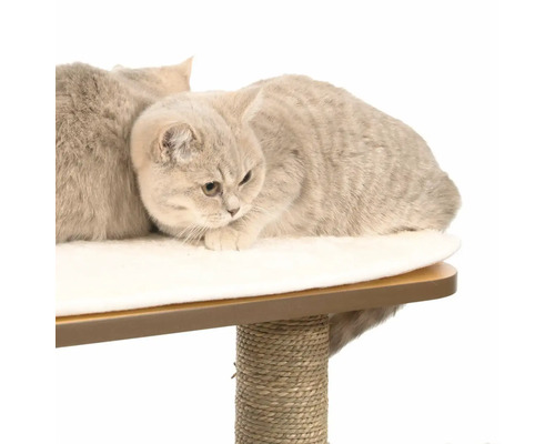 Katze auf einem Kratzbaum