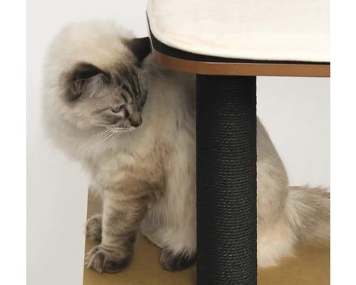 Katze an einem Kratzbaum