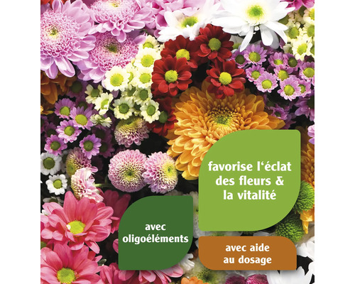Différentes fleurs colorées pour parterres de fleurs
