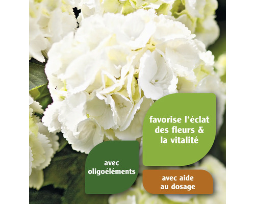 Hortensia avec indications sur les oligo-éléments, la floraison et le dosage