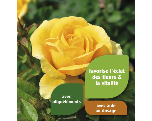 Rose jaune avec des indications sur les oligo-éléments et l''aide au dosage
