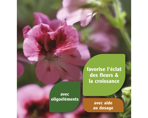 Géraniums fleuris avec des informations sur le produit concernant l''effet bénéfique et l''aide au dosage