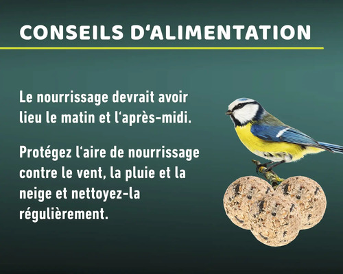 Informations sur l''alimentation des oiseaux avec une mésange bleue et des boules de nourriture