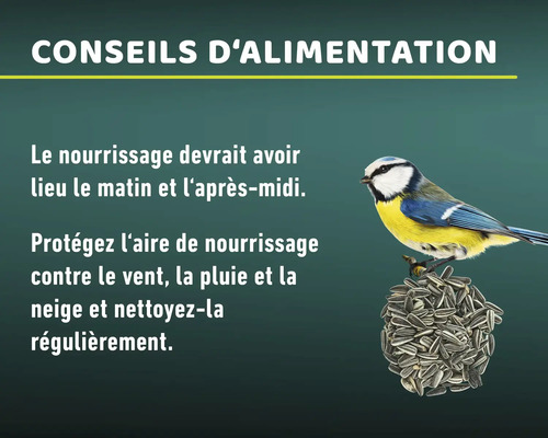 "Conseils d''alimentation : Nourrir le matin et l''après-midi 