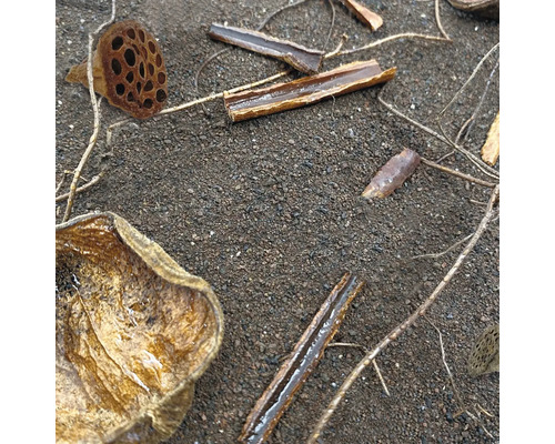 Diverses parties de plantes sont posées sur le sol.