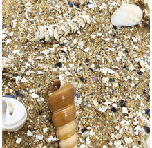 Verschiedene Muscheln und Sand auf dem Boden