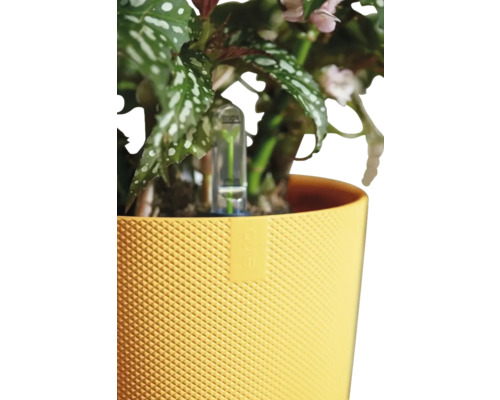 Plante en pot jaune avec système d''irrigation