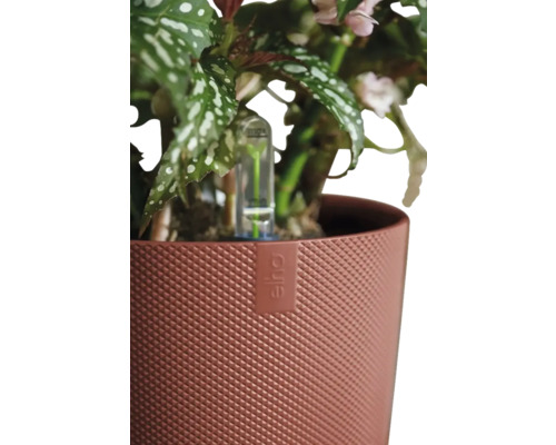 Blumentopf mit Pflanze und Feuchtigkeitsmesser