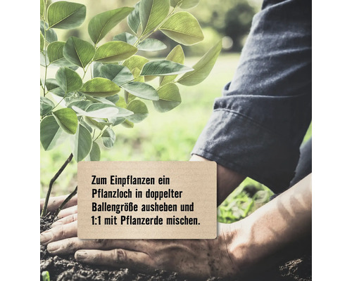 Eine Person pflanzt einen Baum in Erde ein