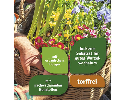 Korb mit Frühlingsblumen und Hinweisen zu organischem Dünger, lockerem Substrat für gutes Wurzelwachstum, nachwachsenden Rohstoffen und Torffreiheit