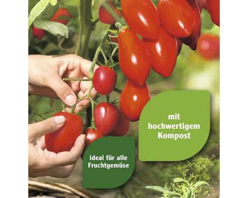 Tomatenpflanze mit reifen, roten Tomaten. Ideal für alle Fruchtgemüse mit hochwertigem Kompost.