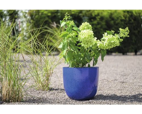 Hortensia dans un pot bleu dans le jardin