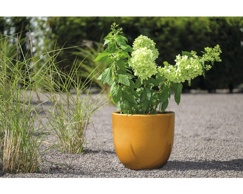 Hortensie in einem Topf auf einem Kiesweg