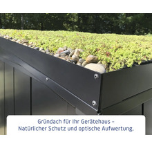 Nahaufnahme eines Gerätehausdachs mit Sedumbepflanzung und Steinen als Dachbegrünung