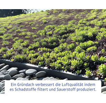 Ansicht eines Gründachs mit Pflanzen und Kies